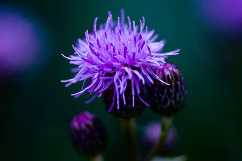 Distel #1