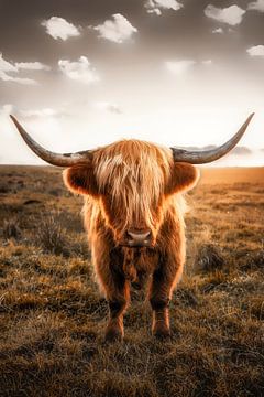 Scottish Highland cattle by Voss Fine Art Fotografie