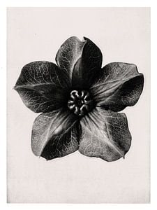 Karl Blossfeldt - Cobea Scandens