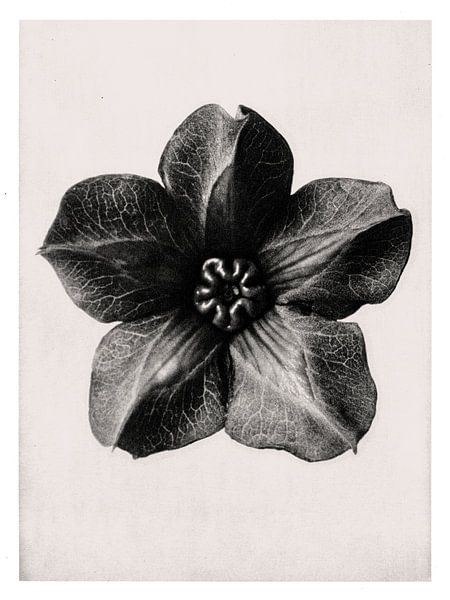 Karl Blossfeldt - Cobea Scandens par Old Masters