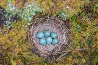 Nest des Kramsvogels von Jan-Willem Mantel Miniaturansicht