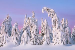 Verschneite Bäume in der Morgendämmerung