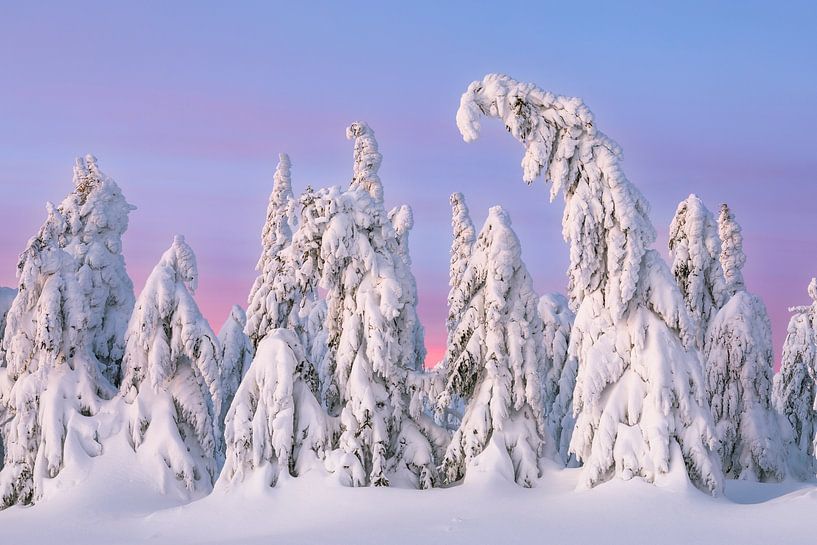 Verschneite Bäume in der Morgendämmerung von Daniela Beyer