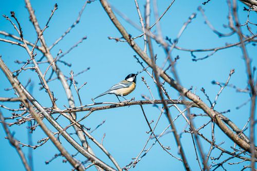 Koolmees in Lentezon Blauwe Lucht en Kale Takken