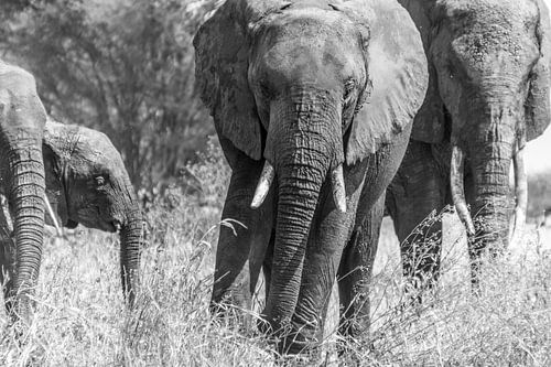 Approaching elephants in Tanzania