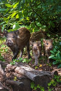 Famille du sanglier
