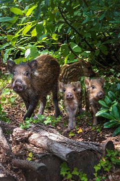 Family wild boars