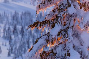 Épicéa de Norvège dans la lumière d'hiver, Norvège sur Adelheid Smitt