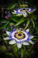 Blühende Passionsblumen
