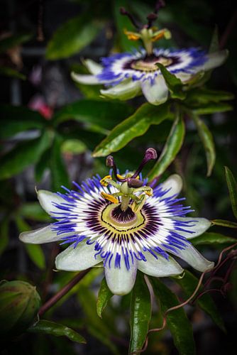 Passion flowers in bloom