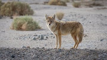 Les yeux dans les yeux avec un coyote sur LUC THIJS PHOTOGRAPHY