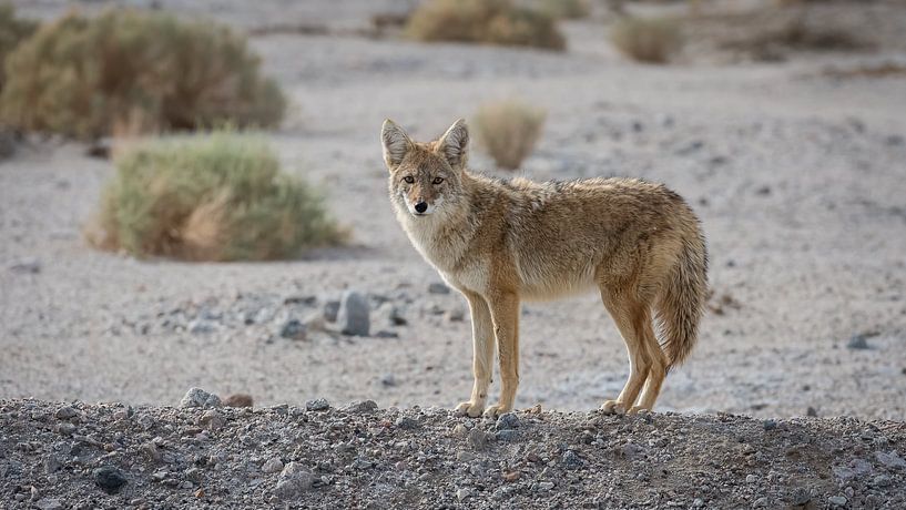 Les yeux dans les yeux avec un coyote par LUC THIJS PHOTOGRAPHY