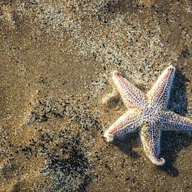 Des étoiles de mer dans le sable. sur Kevin Baarda