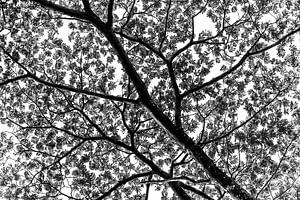 Ein afrikanischer Baum in Guinea in Schwarz und Weiß von Photolovers reisfotografie