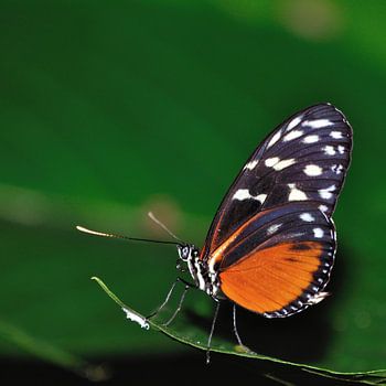 Vlinder op de uitkijk