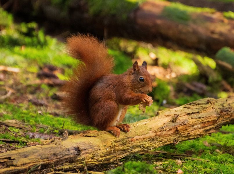 Squirrel by Merijn Loch
