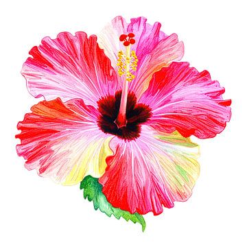Hibiscus flower from Series A 01B