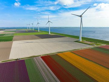 Tulipes dans des champs agricoles au printemps avec des éoliennes sur Sjoerd van der Wal Photographie