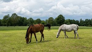 Apparition néerlandaise de l'air et de la nature : les chevaux à Twente (NL) sur Rick Van der Poorten