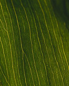 Groene nerven #3
