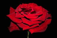 Schöne rote Rose van Ioana Hraball thumbnail