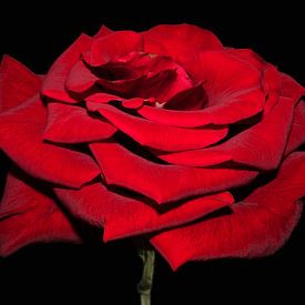 Schöne rote Rose von Ioana Hraball