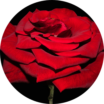 Beautiful red rose van Ioana Hraball