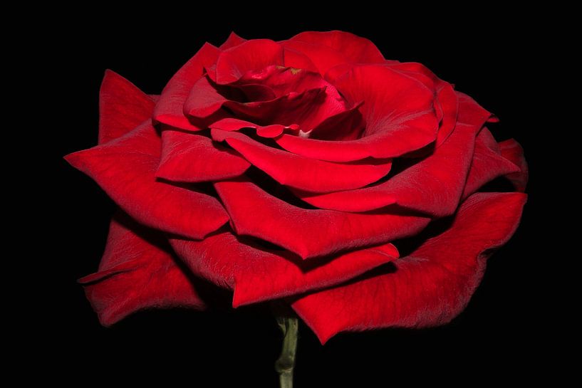Schöne rote Rose van Ioana Hraball
