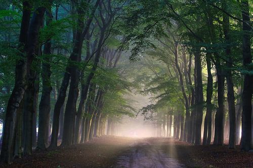 Mystieke Laan bij Planken Wambuis