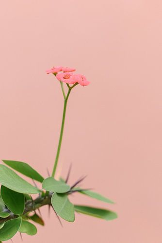 Fleur rose contre un mur rose corail | Tableau botanique
