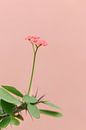 Roze bloem tegen koraal roze muur | Botanische foto van Mirjam Broekhof thumbnail