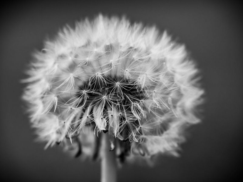 Paardenbloem van Martijn Wit