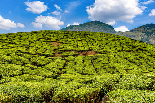 Tata Tea Estate Peria Canal