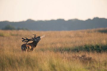 Red Deer  (Cervus elaphus), stag in rutting season, roaring deeply, in wide open grassland, with bre by wunderbare Erde