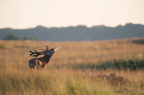 Red Deer  (Cervus elaphus), stag in rutting season, roaring deeply, in wide open grassland, with bre