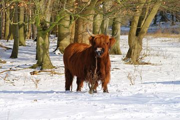 Schotse Hooglander in de sneeuw van Liselotte Helleman