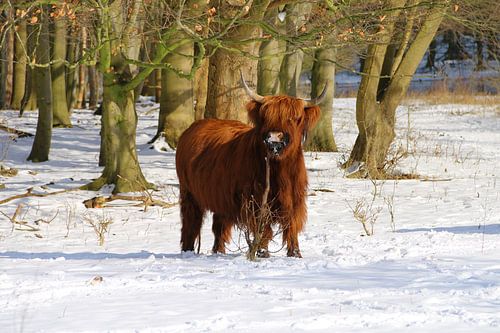 Schottischer Highlander im Schnee