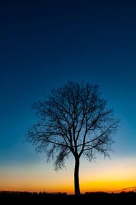 Tree in a winter sunset