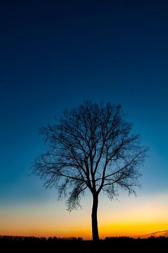 Winter boom tijdens zonsondergang