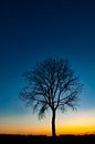 Tree in a winter sunset by Sjoerd van der Wal Photography thumbnail