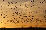 Ganzen tijdens zonsondergang van Anja Brouwer Fotografie thumbnail