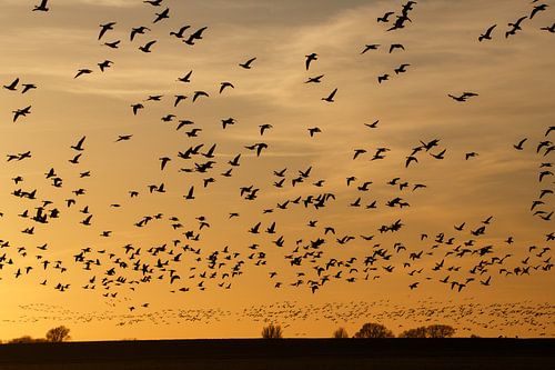 Ganzen tijdens zonsondergang
