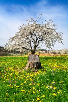 Houten stoel gemaakt van een boomstam in een weiland met paardenbloemen en een bloeiende kersenboom