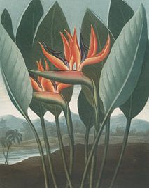 The Queen, Robert John Thornton