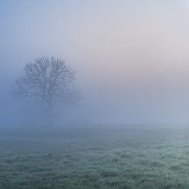 Tree in the morning mist by Rossum-Fotografie