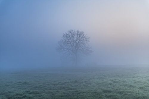 Ochtendmist in de polder met in het weiland een boom
