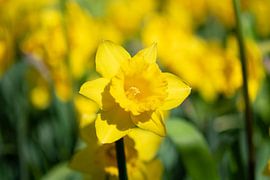 Sonnige Narzisse im Frühling
