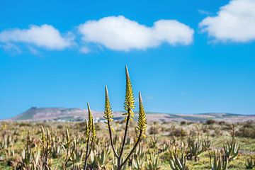 De plant Aloe Vera wordt in de buitenlucht gekweekt op Lanzarote von Harrie Muis