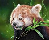 Roter Panda von Leontine van Vliet Miniaturansicht