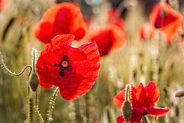 Mohn von Rob Boon